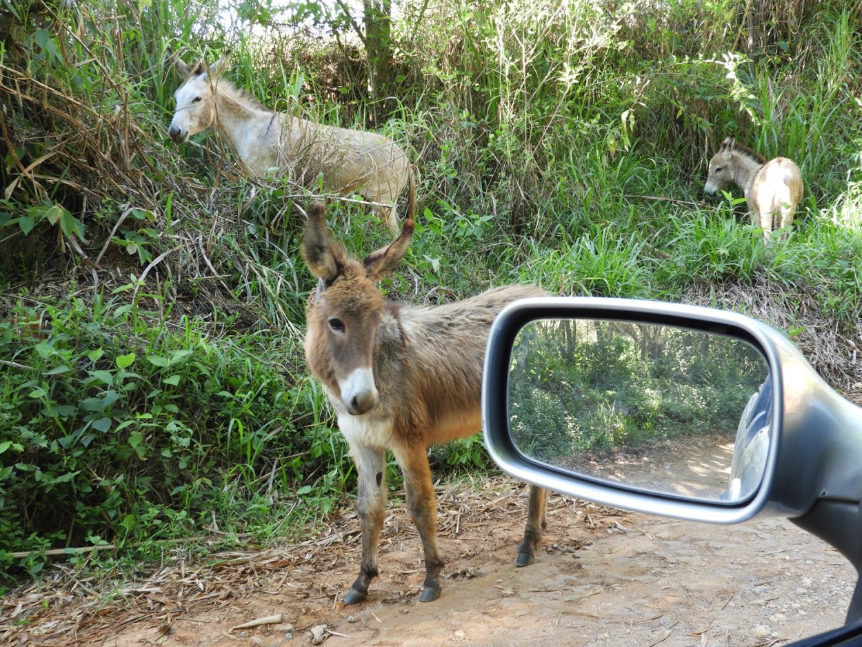 "O transito nas estradas rurais  assim!" de Decio Badari