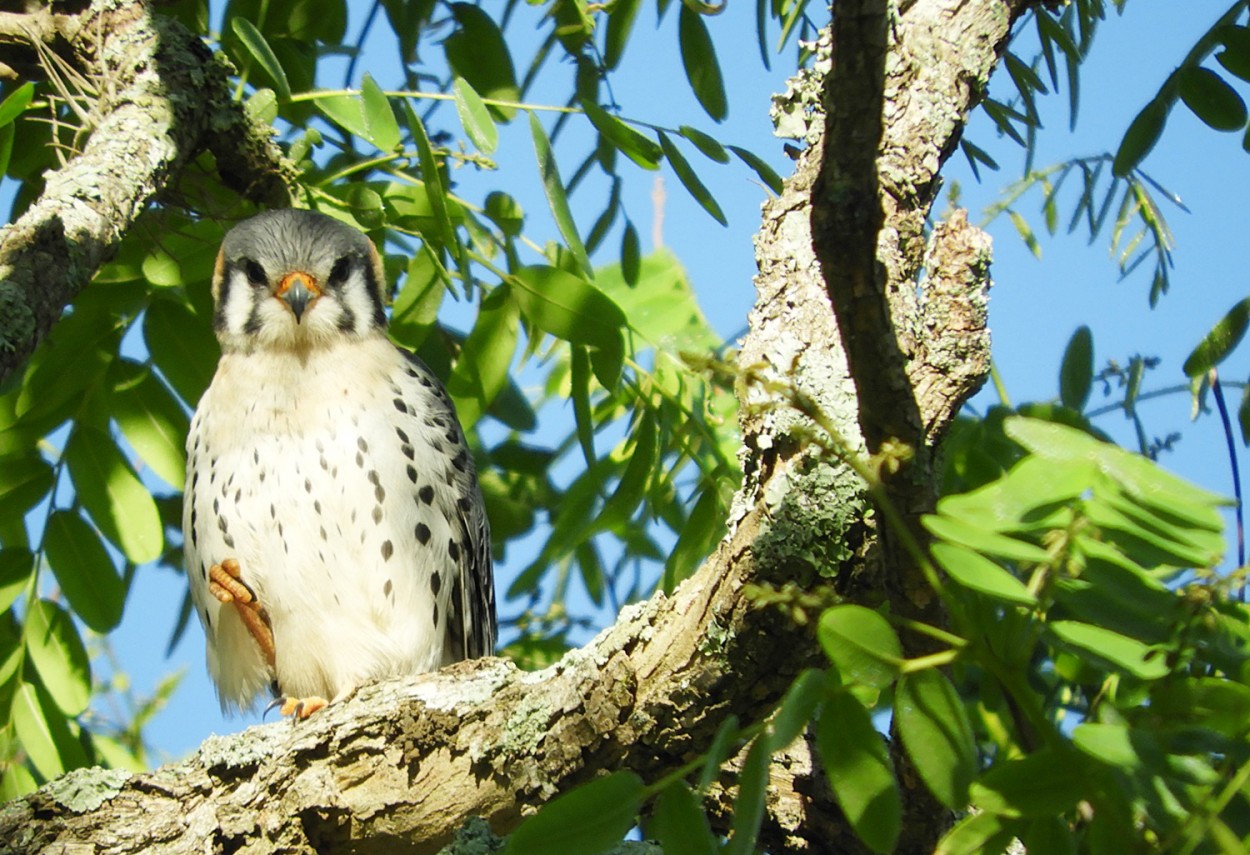 "Meu olhar no olhar do pequeno falco." de Decio Badari