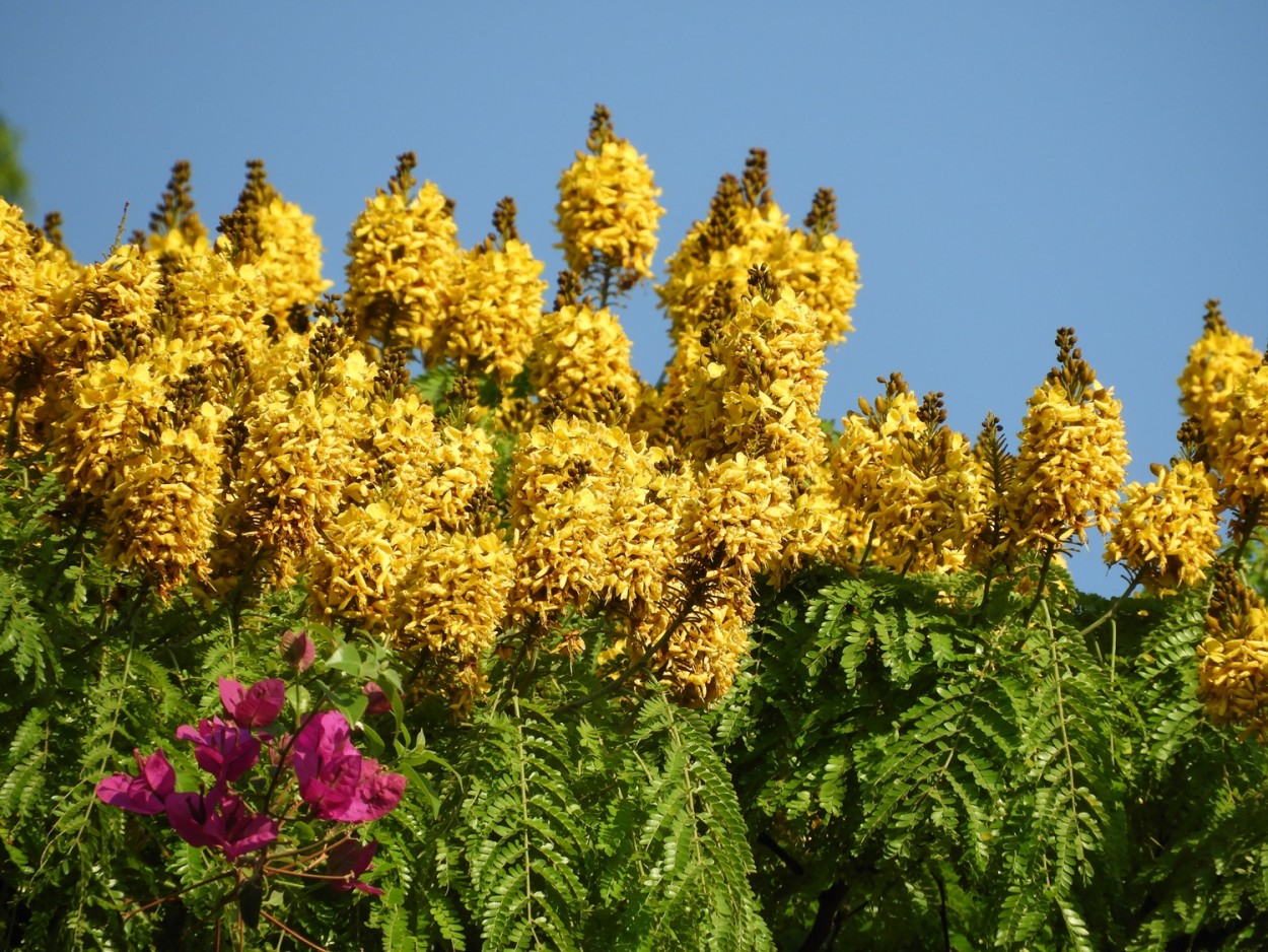 "As flores da Sibipiruna e uma flor da Primavera" de Decio Badari