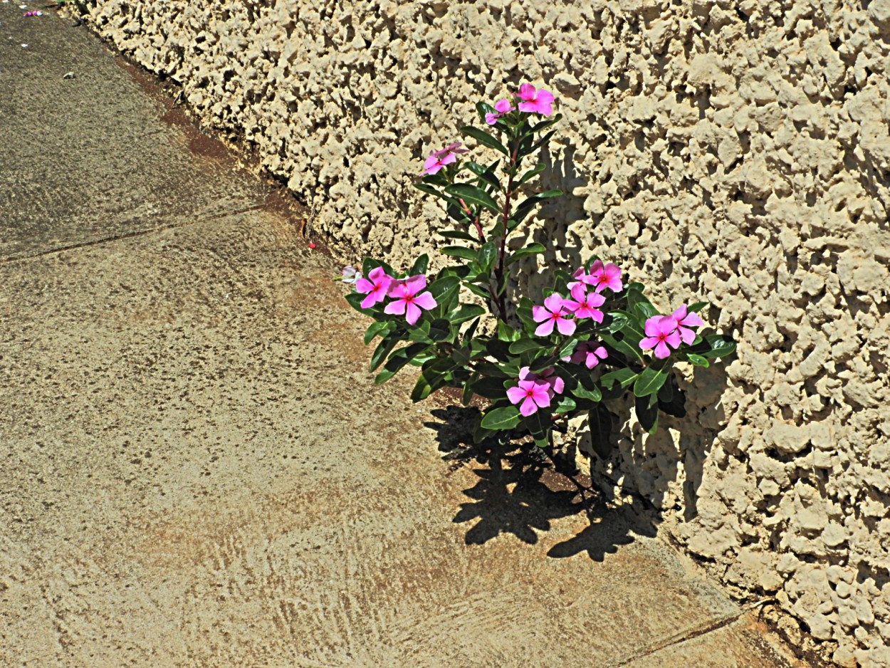 "Um olhar nas flores da nossa calada" de Decio Badari