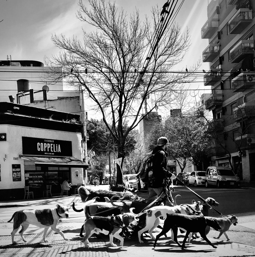 "Paseo de perros" de Laura Szapiro