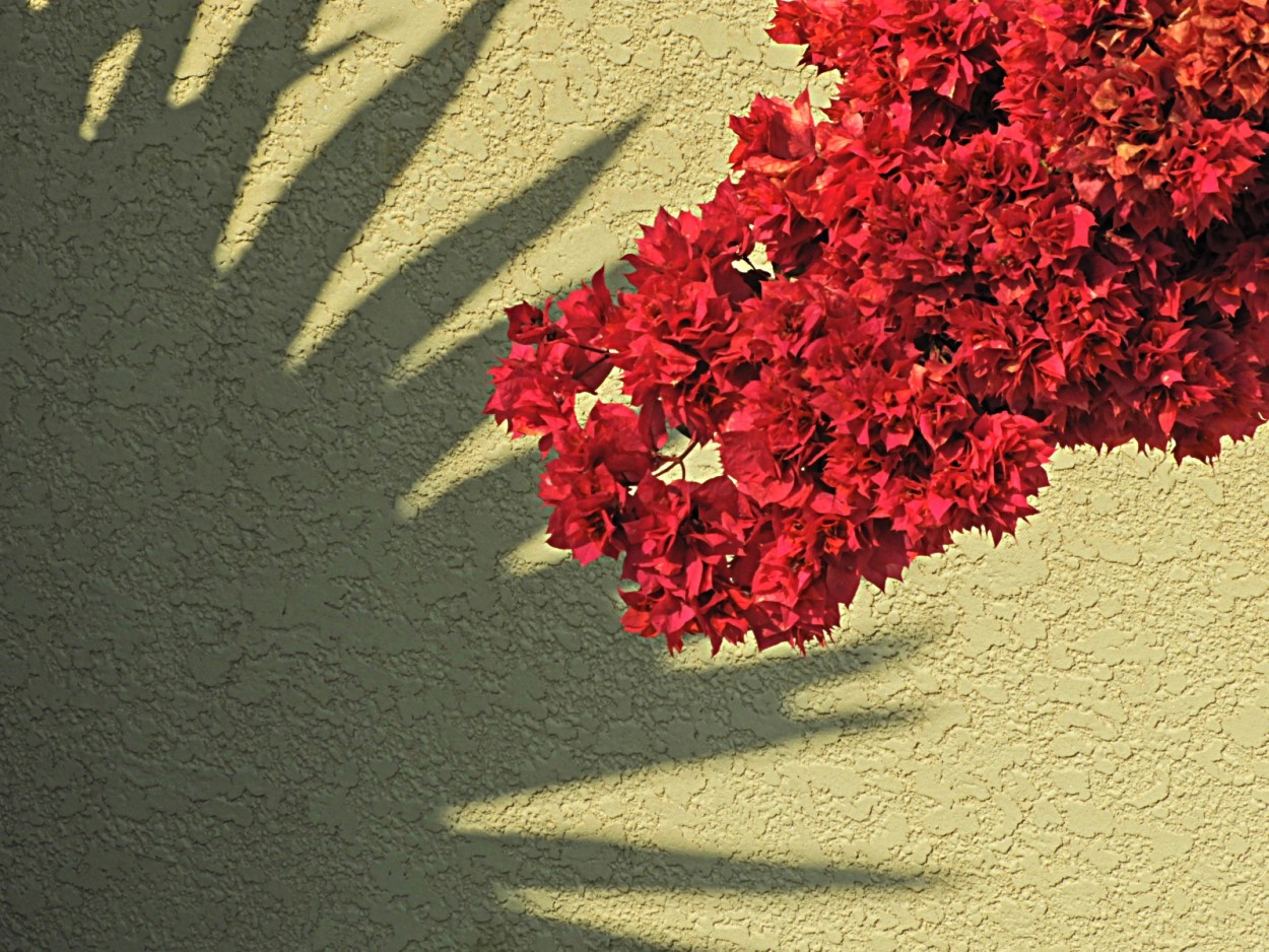 "Luz, sombras, formas e cores, nesta linda manh." de Decio Badari