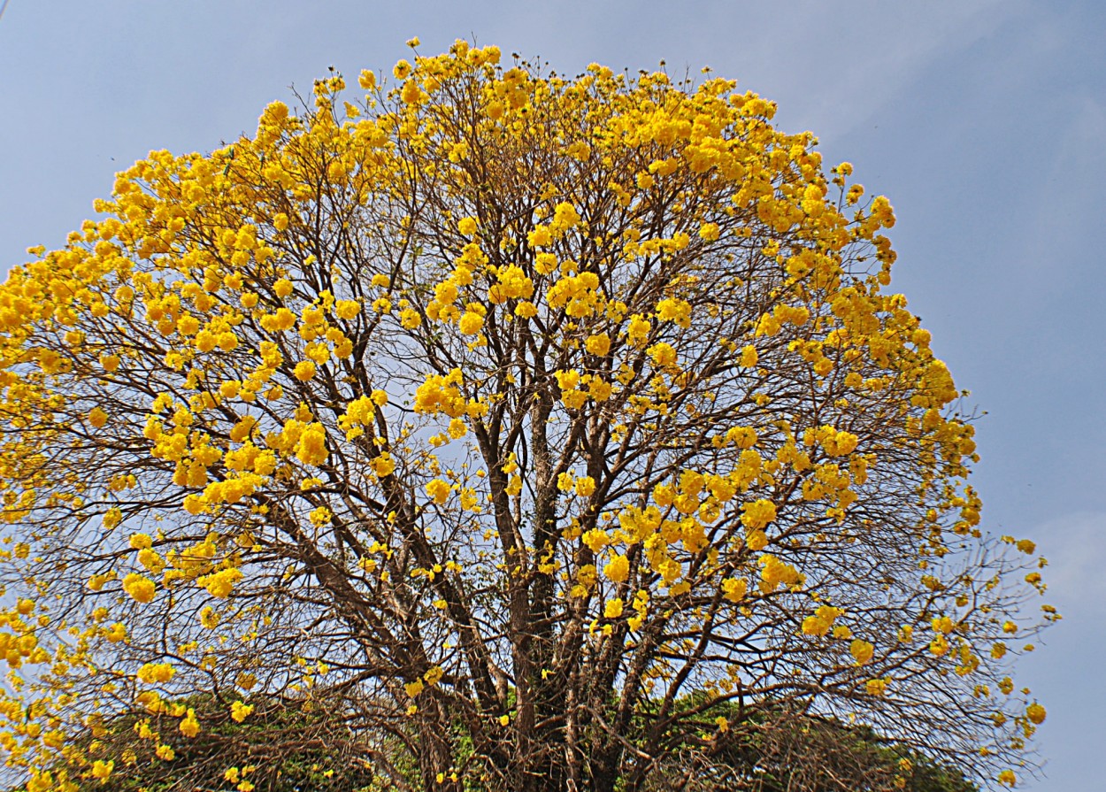 "Hoje visitei este Ip-amarelo, perto de minha casa" de Decio Badari