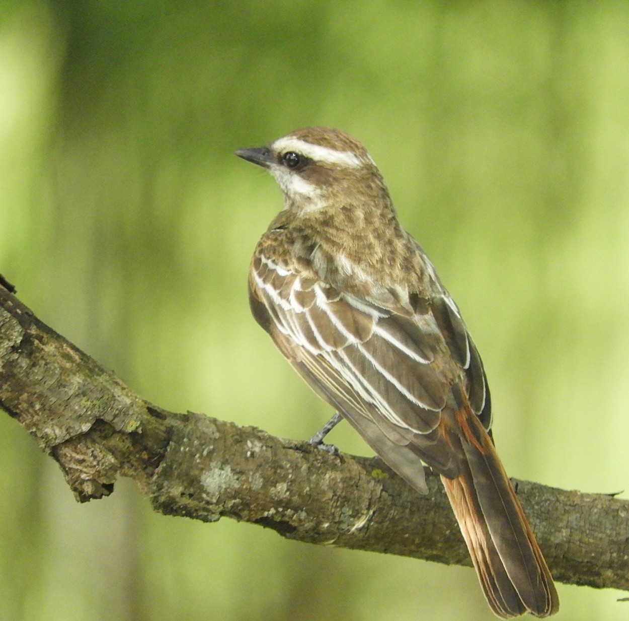 "Peitica - Empidonomus varius" de Decio Badari