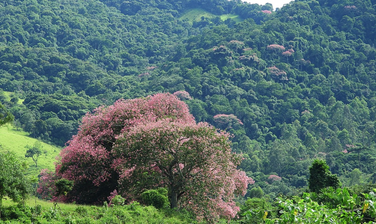 "Meu olhar nas floradas da Serra Mantiqueira." de Decio Badari