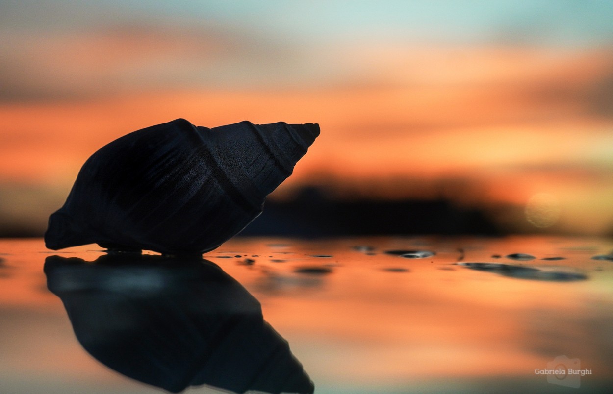 "Caracol a contra luz" de Gabriela Burghi