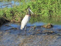 Pantanal a dois anos atrs, o Tuiui e a enchente