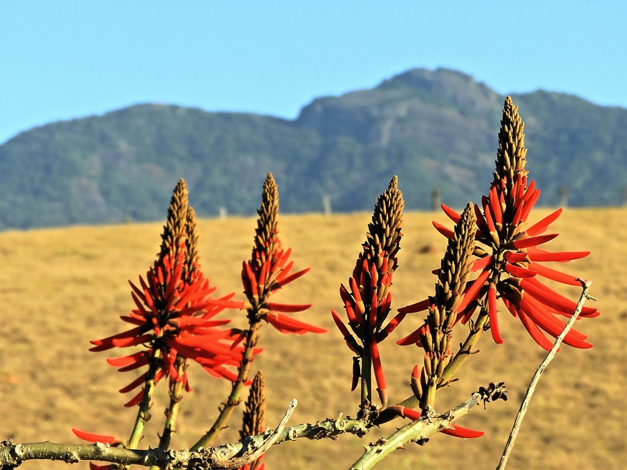 "Os planos coloridos da me natureza!" de Decio Badari