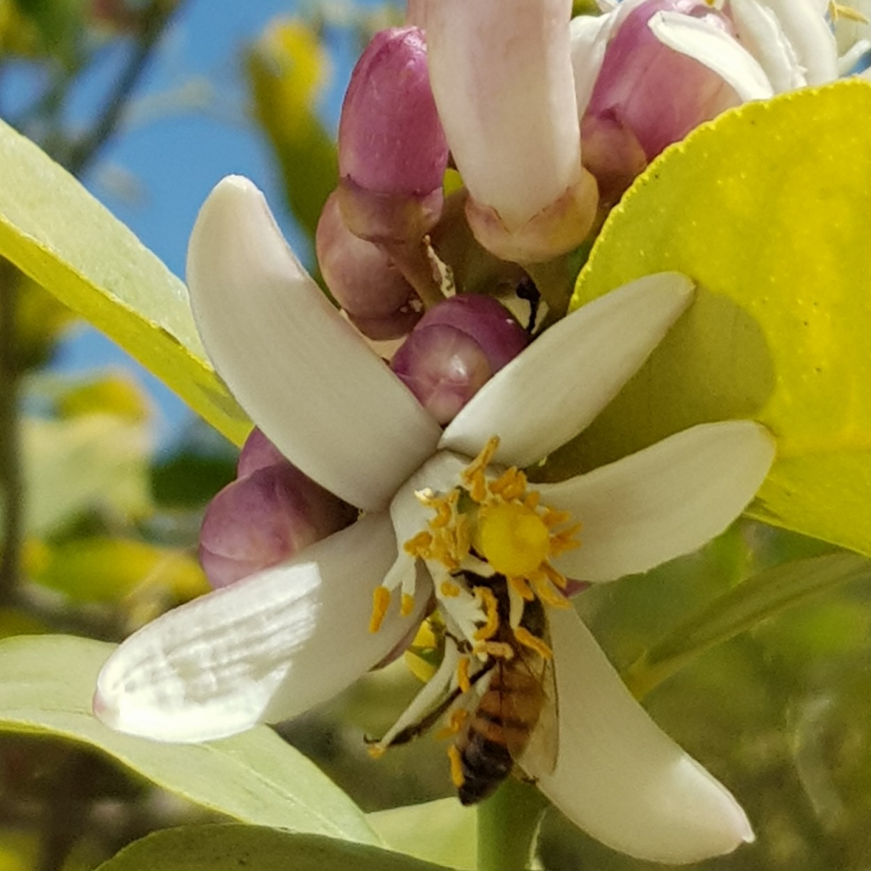 "Primavera!!!!" de Estela Diaz Cano