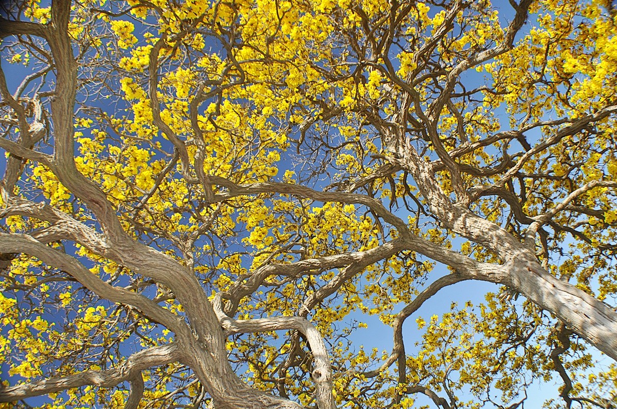 "E a natureza, continua com suas maravilhas!" de Decio Badari