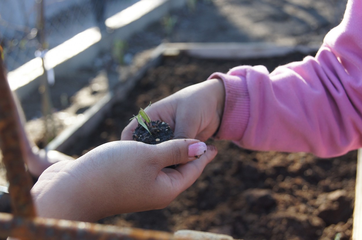 "Plantando" de Rommy Lizama