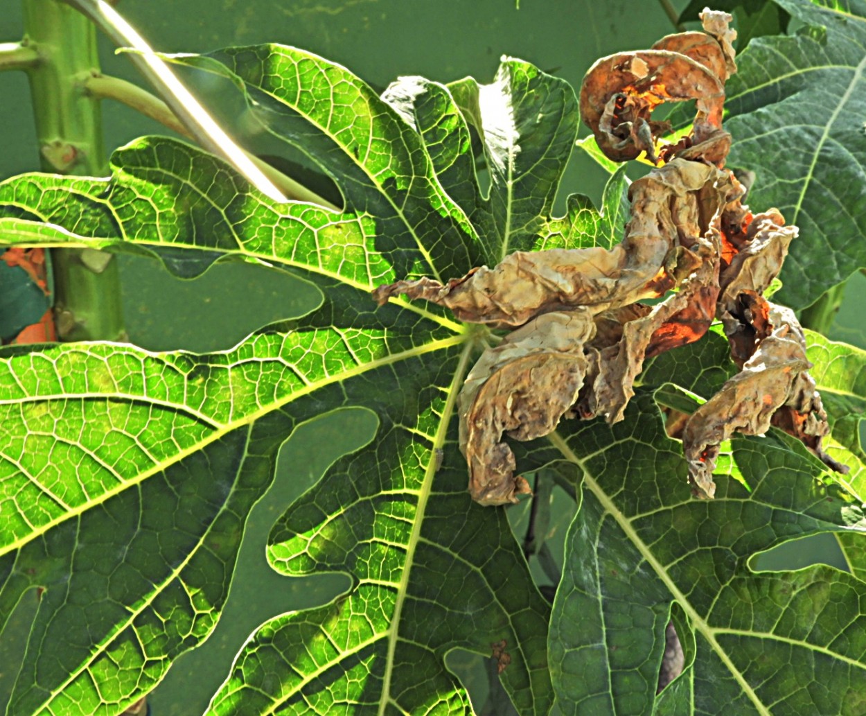 "Os ciclos da Natureza." de Decio Badari