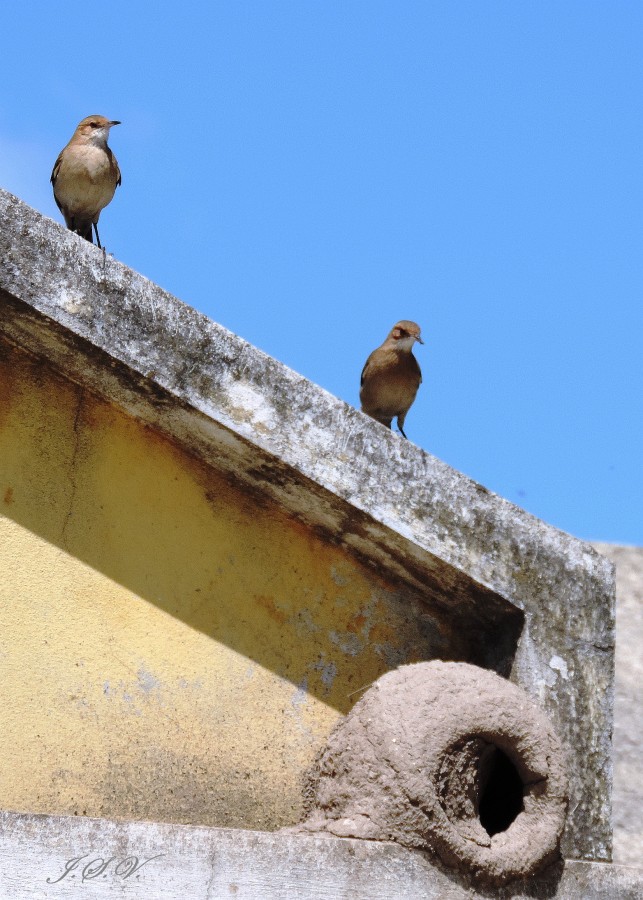 "Tomando sol en la terraza" de Jorge Vargas