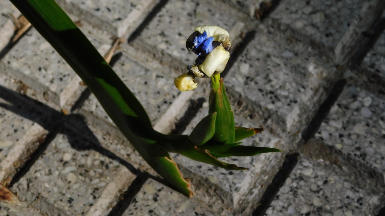 "Final - flor de un da es" de Alberto Daniel Frete