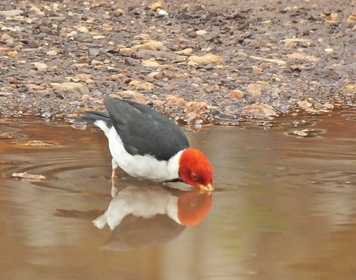 "Lembranas das minhas viagens ao Pantanal M.S." de Decio Badari