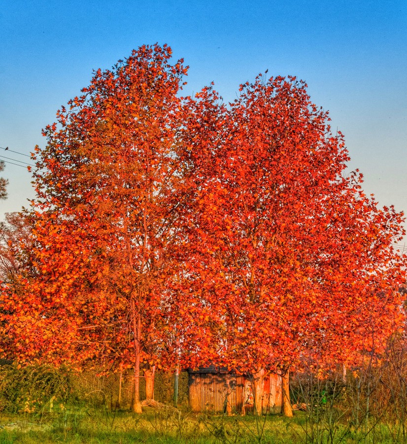 "Liquidambar" de Claudio Medica