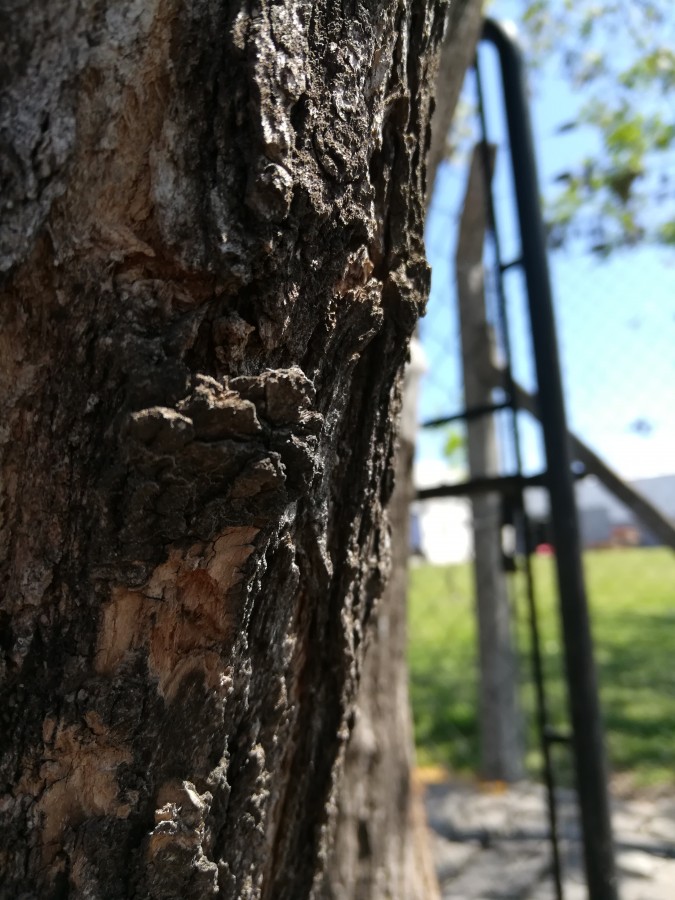 "Caparazn de madera" de Patricio Abel Vera