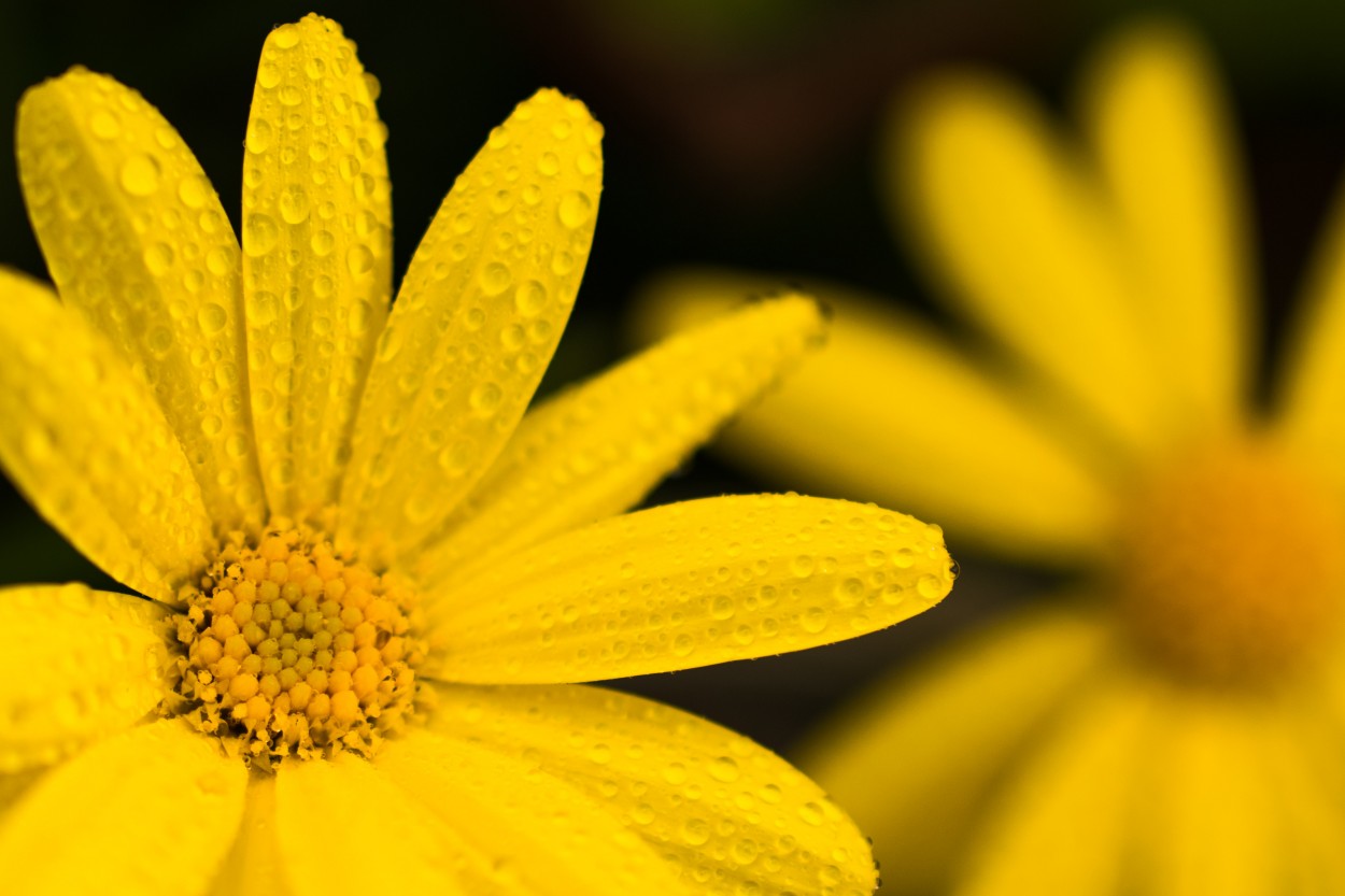 "Amarillo" de Hctor Venezia