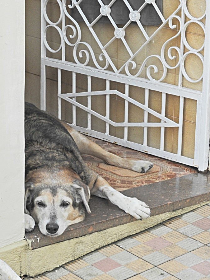 "Como aliviar 35 graus na sombra!" de Decio Badari