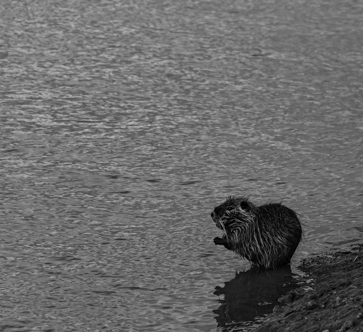 "Una pequea nutria en una gris tarde de primavera." de Carlos Cavalieri