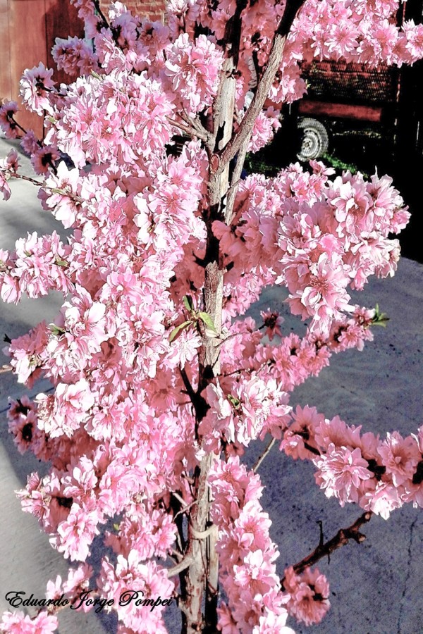 FotoRevista / Sencillamente Fotos / Duraznero en flor de Eduardo Jorge  Pompei