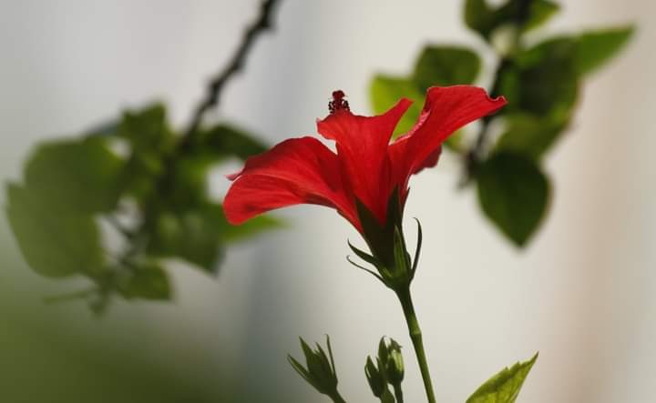 "Primavera en flor" de Ana Vaccari