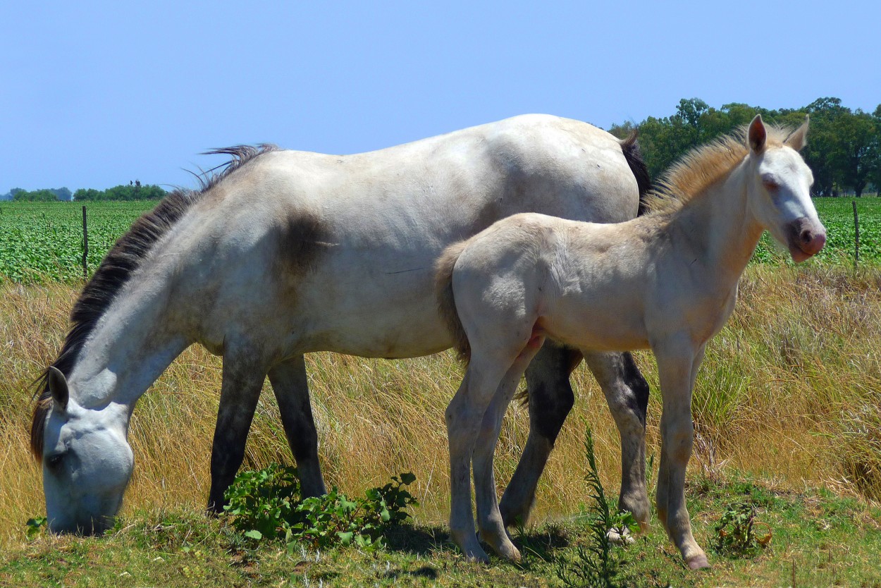 "Tordillos" de Kile Zabala