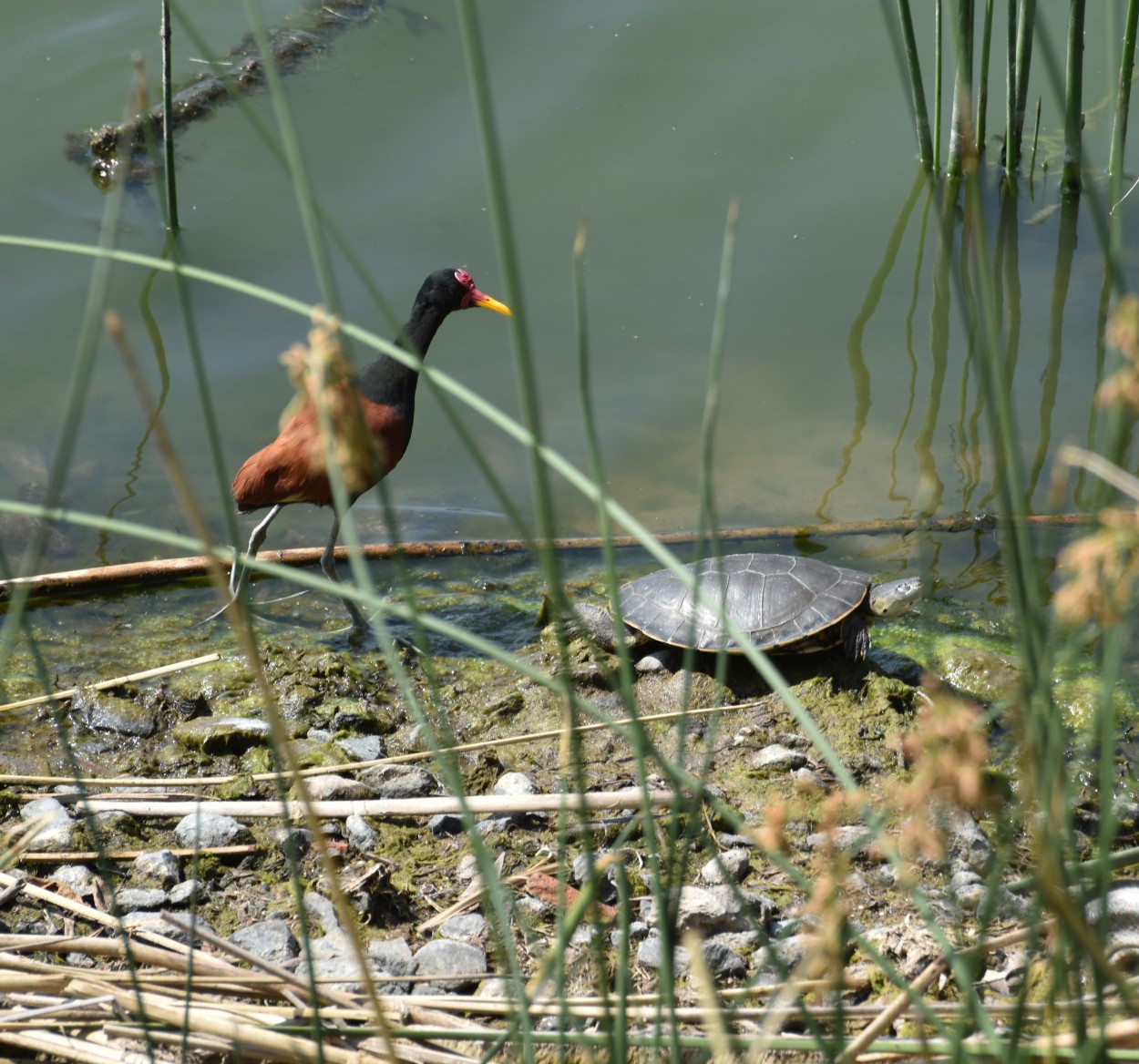 "La Jacana y La Tortuga" de Victor Fontana