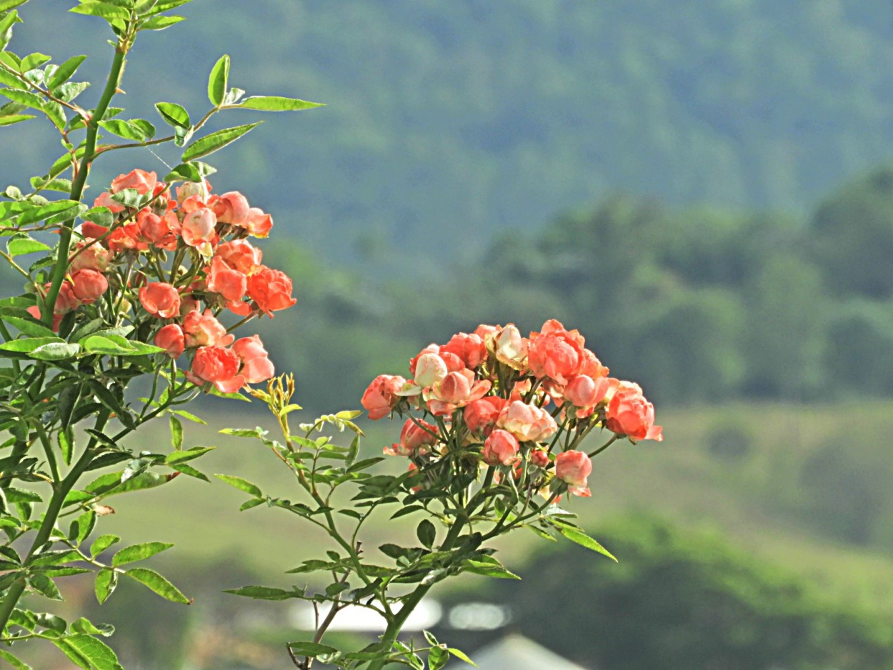 "As ultimas mini-rosas, a natureza se renovando!" de Decio Badari