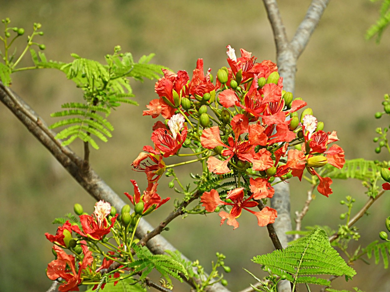 "As flores do Flamboyant, parecem orqudeas." de Decio Badari