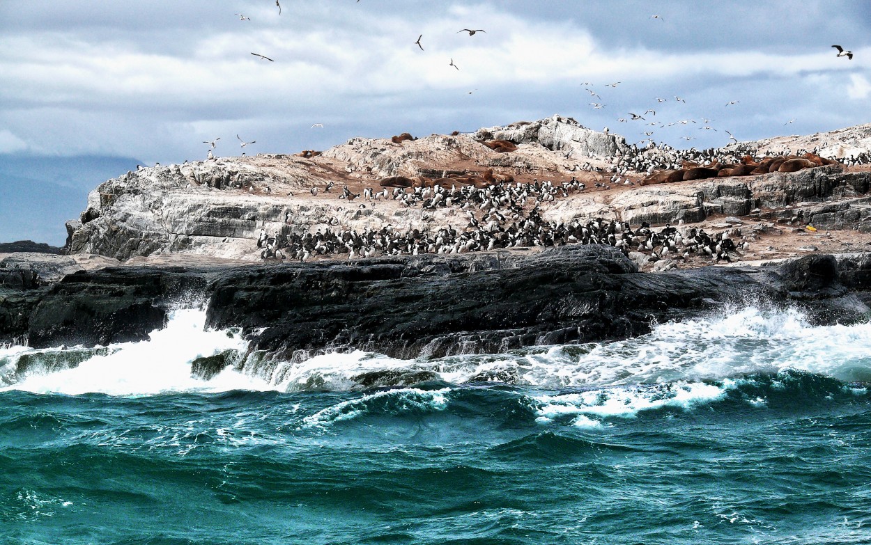 "Lobos, cormoranes y gaviotas..." de Juan Carlos Barilari