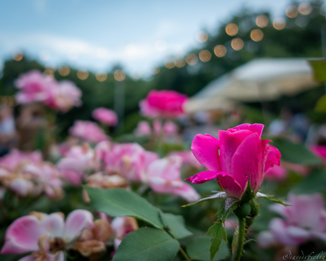 "rosa de Pedralbes" de David Roldn