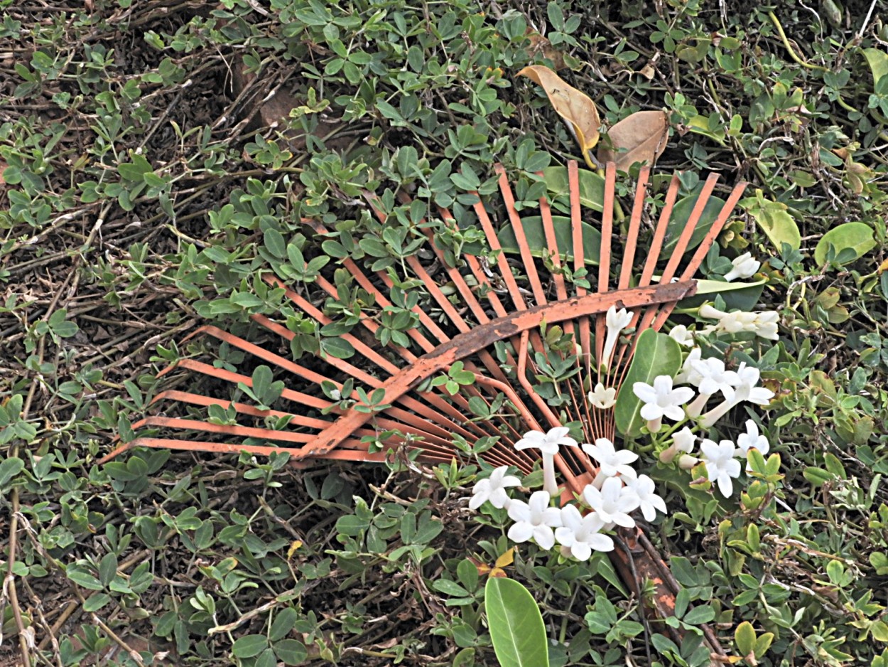 "A ferramenta esquecida e a fora da natureza!" de Decio Badari