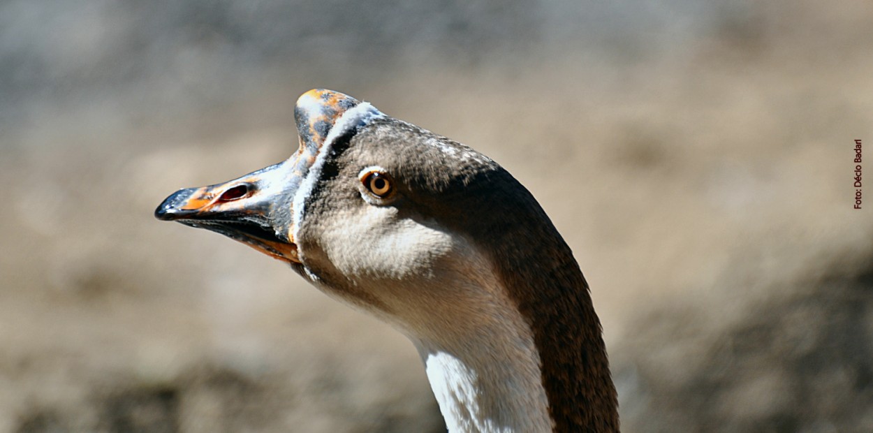 "Long neck" de Decio Badari