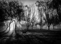 El perro en monocromo