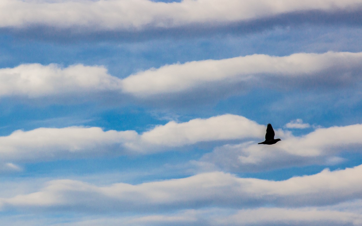 "autopistas de nubes!" de Su Garcia Hillcoat