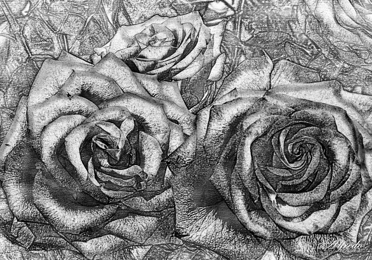 "Tres rosas..." de Alfredo Del Padrone