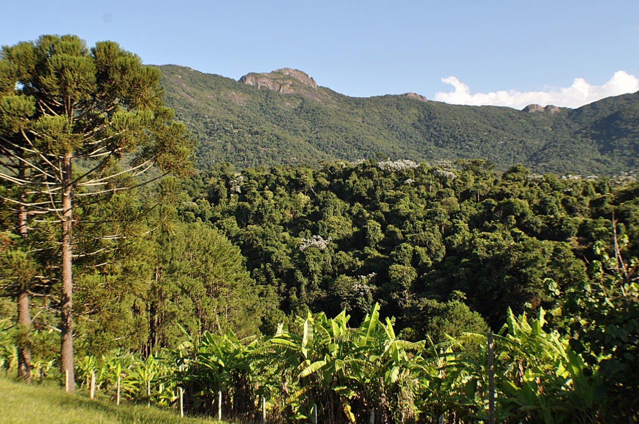 "Araucrias,, bananeiras e a `minha` serra,,,,," de Decio Badari