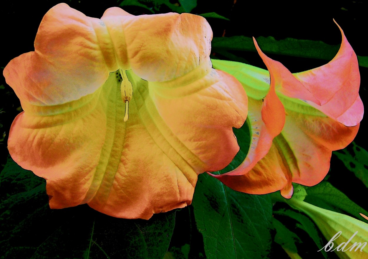 "datura rosada" de Beatriz Di Marzio