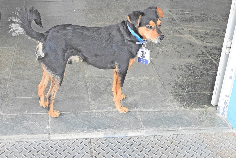 "A identidade do mascote da nossa Prefeitura." de Decio Badari