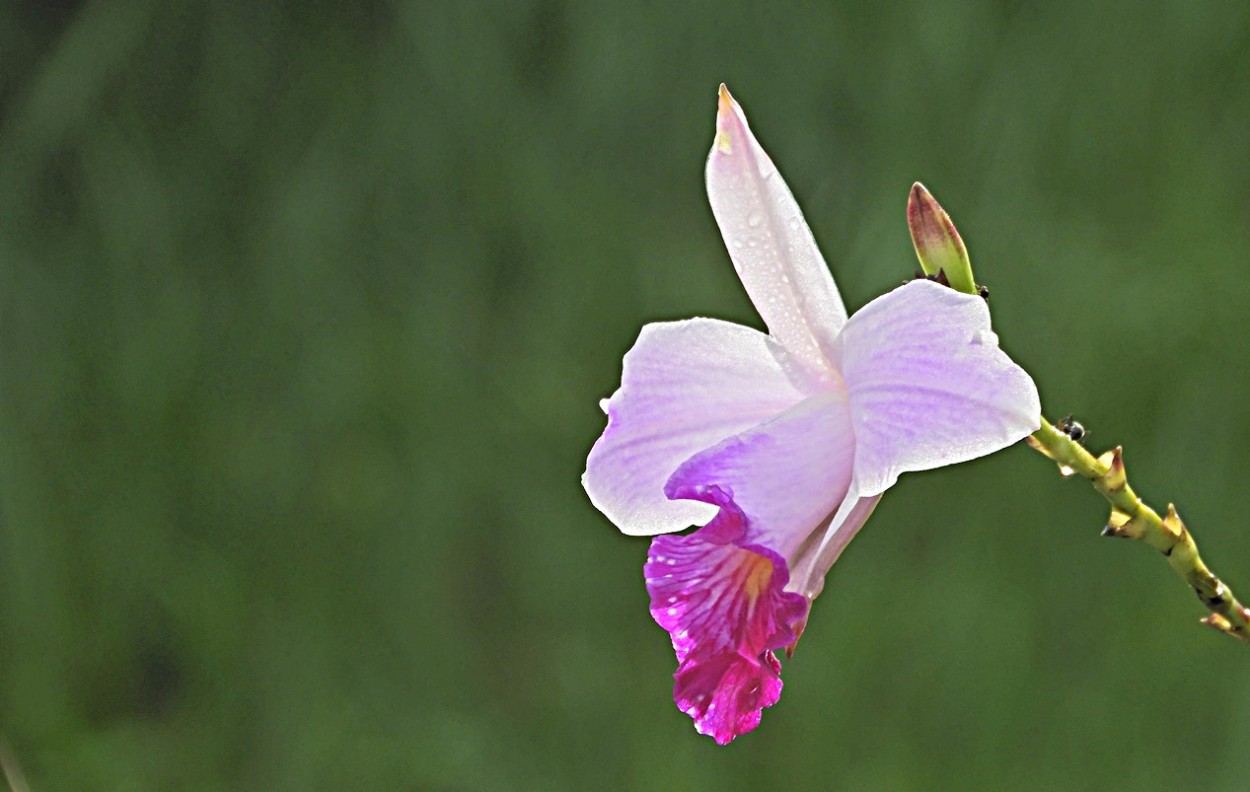 "Um olhar na `orqudea-bambu" de Decio Badari