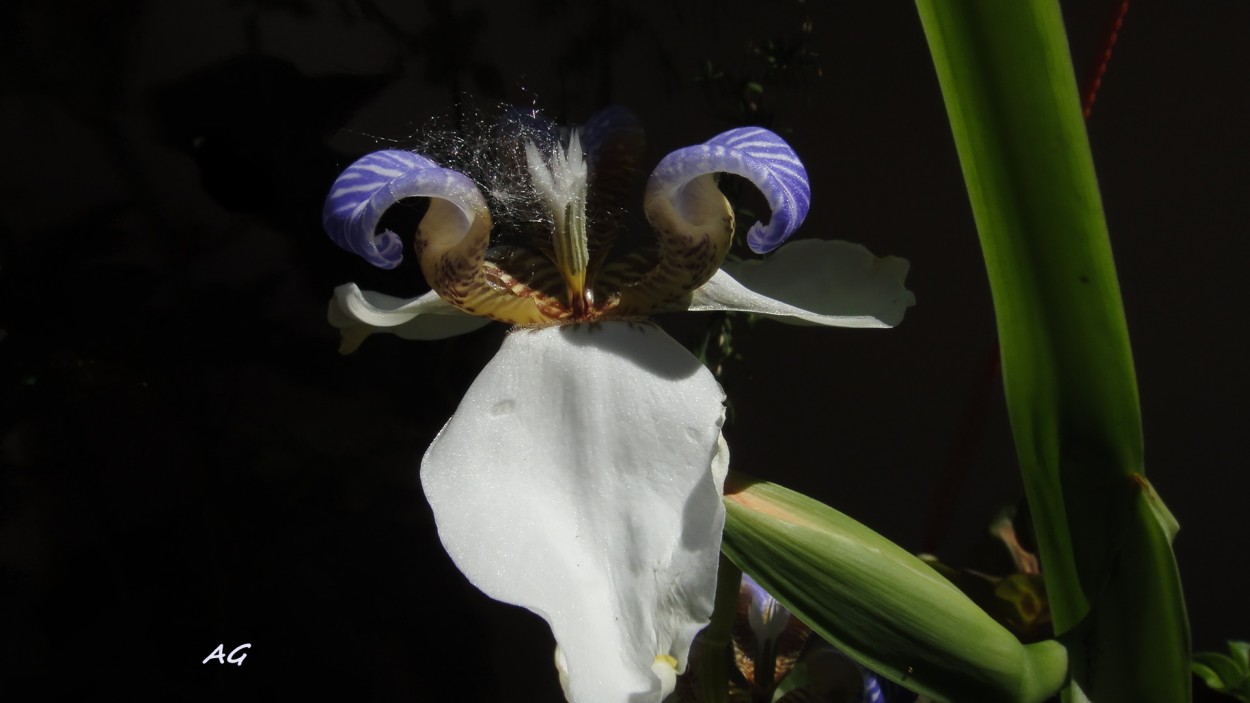 "Iris neomarica y su plen," de Ana Giorno