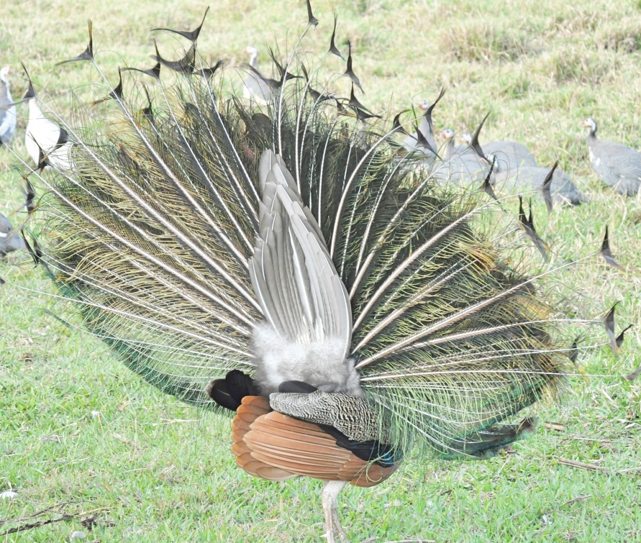 "Pavo ou Pavoa ? Lado B" de Decio Badari