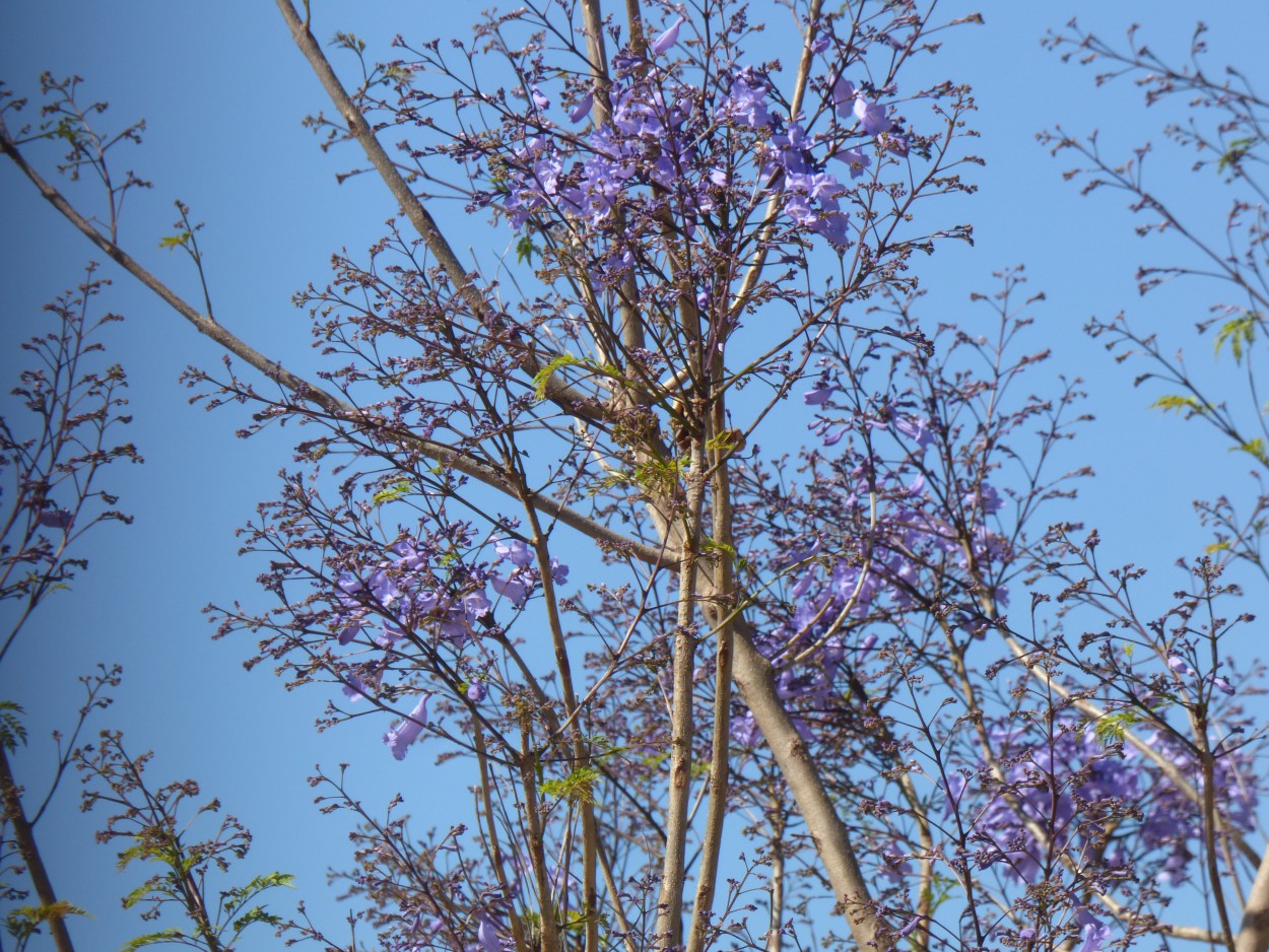 "El jacarand" de Graciela Edith Flocco