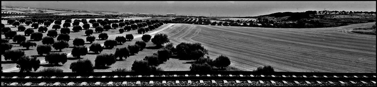 "Campos de olivares..." de Mara Ins Hempe