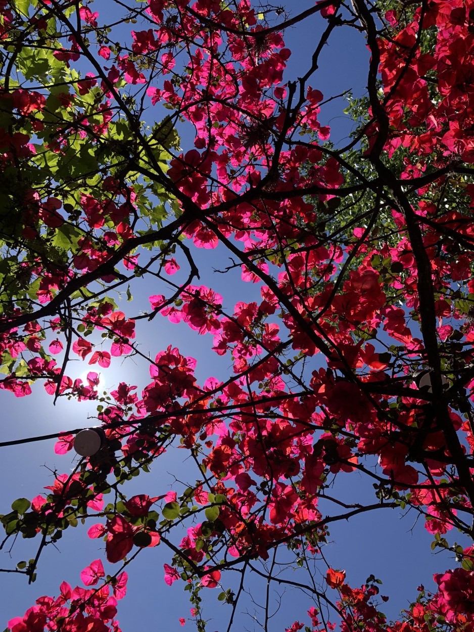 "Naturaleza brillante" de Laura Szapiro