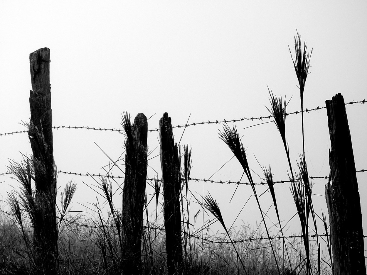 "Mesmo na neblina da manh, os motivos existem" de Decio Badari