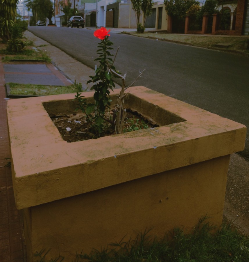 "Rojo solitario" de Candelaria Hein