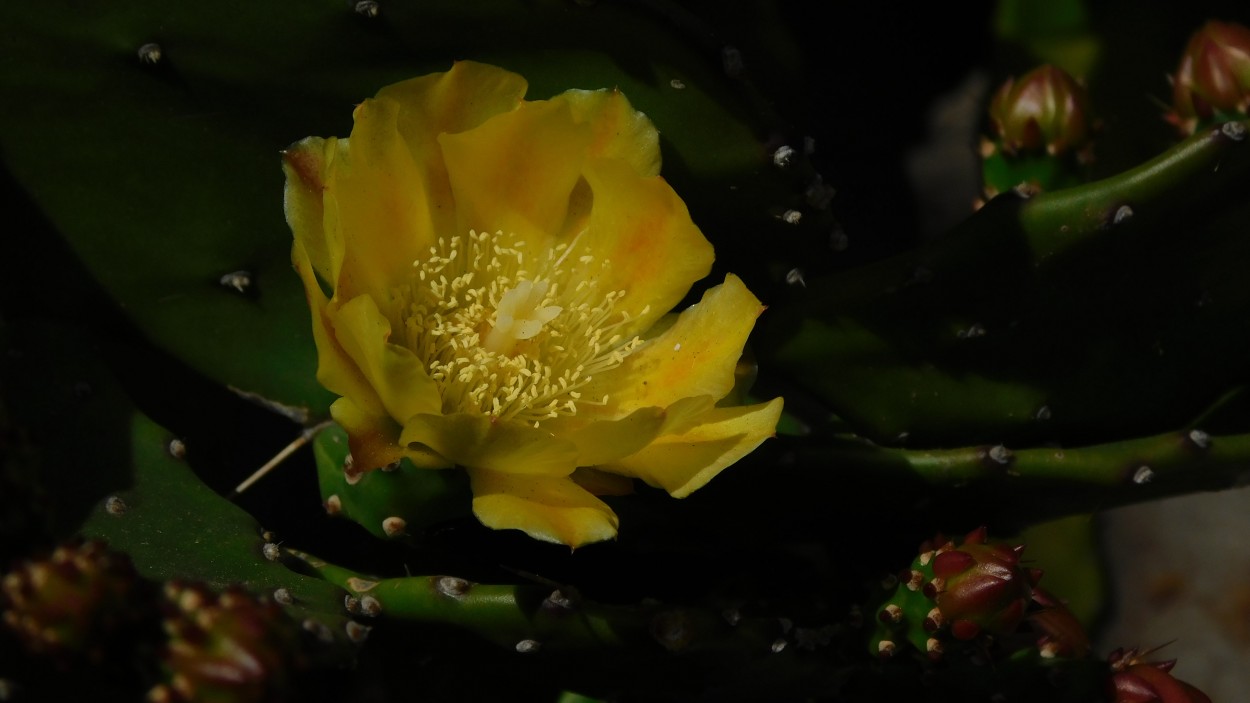 "Amarillo" de Alberto Daniel Frete