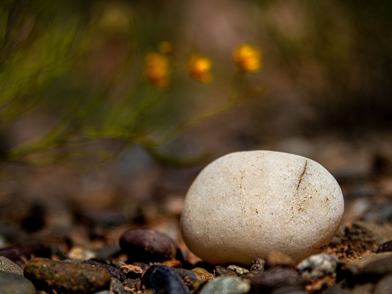 "MADRE PIEDRA" de Andrs C. Ortega